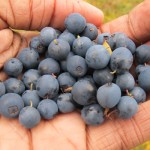 ANTIOXIDANTES, que son ?